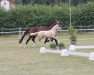 Dressurpferd Holly AW (Deutsches Reitpony, 2021, von Diamond Touch NRW)