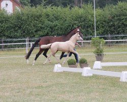 Pferd Holly AW (Deutsches Reitpony, 2021, von Diamond Touch NRW)