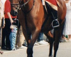 broodmare Diva (Württemberger, 1985, from Dekan)