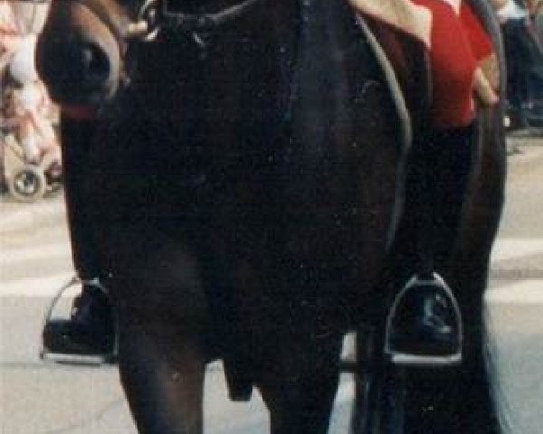 horse Dargo (Württemberger, 1985, from Dekan)