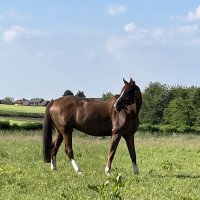 broodmare Waikiki (Holsteiner, 2006, from Clinton I)