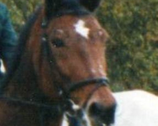 horse Tundra (Württemberger, 1991, from Tiro)