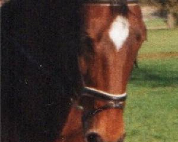 broodmare Tira (Württemberger, 1992, from Tiro)