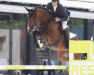 jumper Cornet's Blue (Oldenburg show jumper, 2013, from Cornet’s Balou)