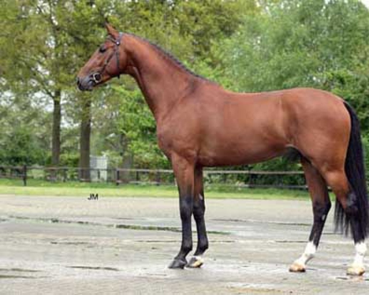 stallion L-Vainqueur (Holsteiner, 2002, from Lordanos)