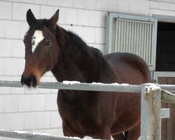 horse Pikasso (Württemberger, 1994, from Pik Junior)