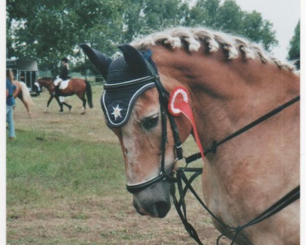 dressage horse Nelson (Haflinger, 2002, from Narduk)