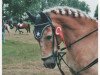 dressage horse Nelson (Haflinger, 2002, from Narduk)