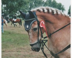 dressage horse Nelson (Haflinger, 2002, from Narduk)