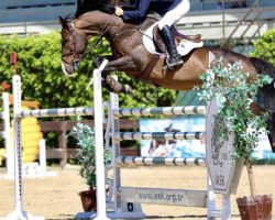 Springpferd Ceasar (KWPN (Niederländisches Warmblut), 2007, von L-Vainqueur)