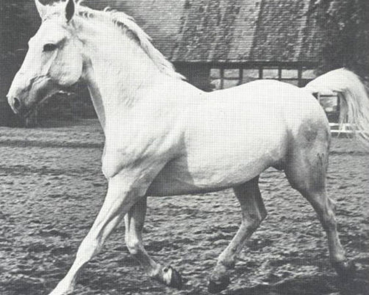 Deckhengst Agram (Hannoveraner, 1939, von Alkoven I)