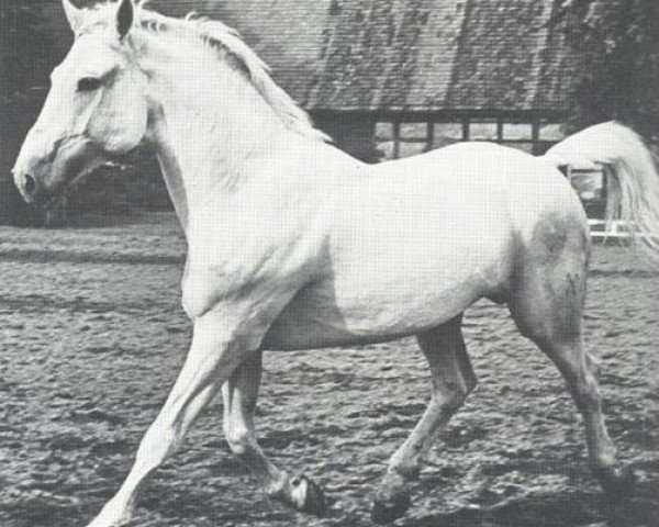 stallion Agram (Hanoverian, 1939, from Alkoven I)