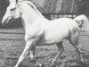 stallion Agram (Hanoverian, 1939, from Alkoven I)