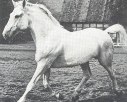 stallion Agram (Hanoverian, 1939, from Alkoven I)