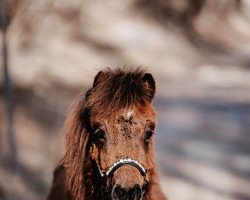 horse Fayola vom Wertachtal (German Classic Pony, 2021, from All Inclusive vom Jägerhof)