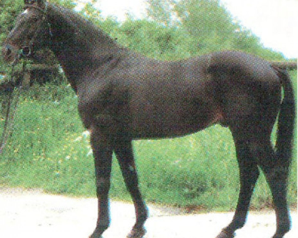 Deckhengst Spitzbube (Hannoveraner, 1973, von Sudan xx)