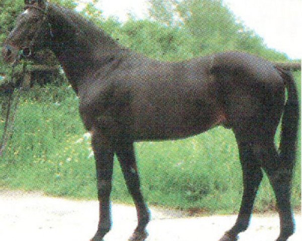stallion Spitzbube (Hanoverian, 1973, from Sudan xx)
