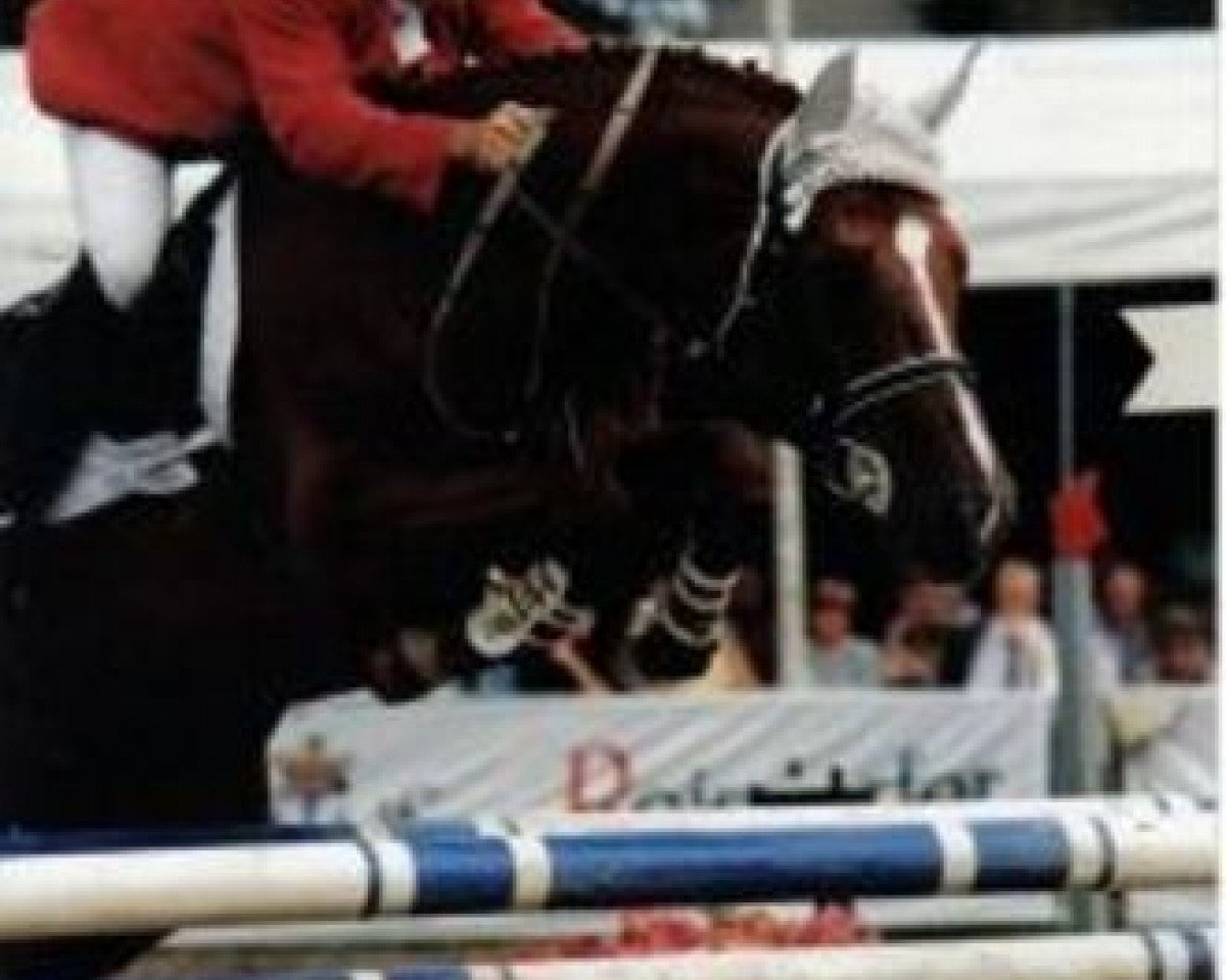 stallion Alpha (Zweibrücken, 1983, from Alexis Z)