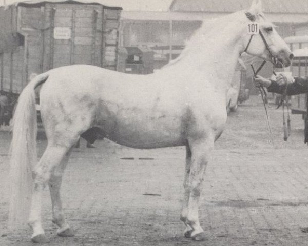 stallion Aristides (Hanoverian, 1959, from Anteil)