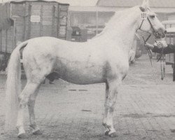 Deckhengst Aristides (Hannoveraner, 1959, von Anteil)