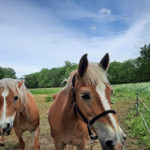 broodmare Hoscana (Haflinger, 1995, from Starost (3,125% ox))