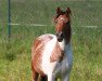 broodmare Sakura (German Riding Pony, 2005, from Jon Doe)