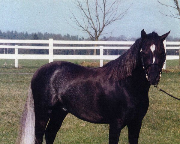 stallion Felicidad's Carino (Welsh-Pony (Section B), 1996, from Gold'n Hamriks Calypso)