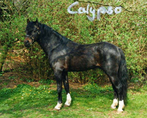stallion Gold'n Hamriks Calypso (Welsh-Pony (Section B), 1987, from Woldberg's Bart)