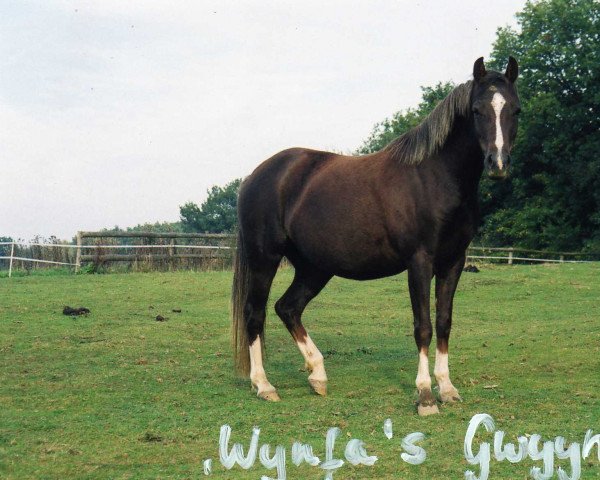 Zuchtstute Wynfa's Gwynneith' (Welsh Pony (Sek.B),  , von Gold'n Hamriks Calypso)