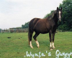 horse Wynfa's Gwynneith' (Welsh Pony (Sek.B), from Gold'n Hamriks Calypso)