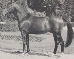 stallion Arianer (Westphalian, 1967, from Aristides)