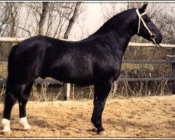 stallion Epos Mo 1479 (Heavy Warmblood, 1986, from Eros Mo)