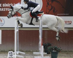 Springpferd Hedartier (KWPN (Niederländisches Warmblut), 2012, von Zambesi TN)