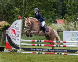 Springpferd Alies Sg (Haflinger, 2015, von Nasko B-Q)