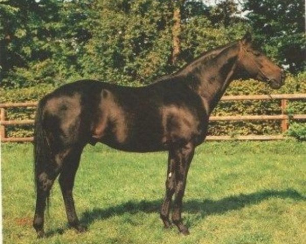 stallion Ti amo xx (Thoroughbred, 1978, from Kaiseradler xx)