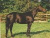 stallion Ti amo xx (Thoroughbred, 1978, from Kaiseradler xx)