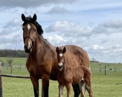 horse Hope House Bucks Fizz (UK Warmblood, 2022, from Numero Uno)