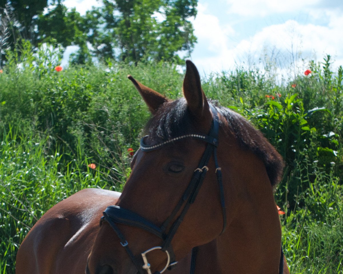 horse Gazebo X (KWPN (Royal Dutch Sporthorse), 2011, from Biscayo)
