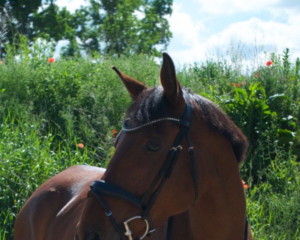 Pferd Gazebo X (KWPN (Niederländisches Warmblut), 2011, von Biscayo)