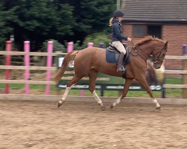 broodmare Mjirina M (KWPN (Royal Dutch Sporthorse), 2017, from Entertainer)