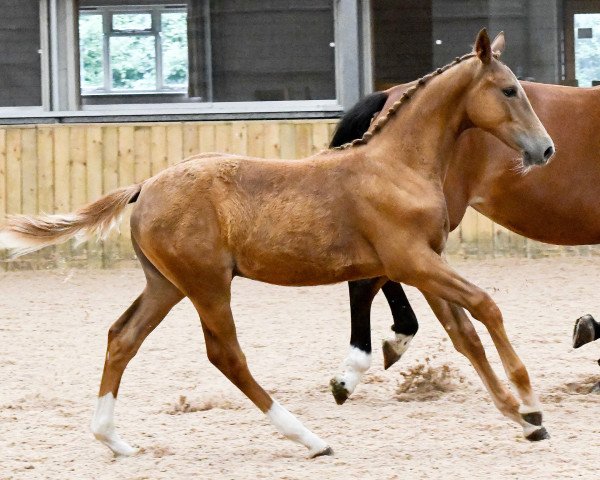 jumper Hope House Cosmopolitan (UK Warmblood, 2021, from Future Hepsilon)