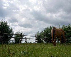 broodmare Hillevi 3 (German Riding Pony, 2013, from Dimension AT NRW)