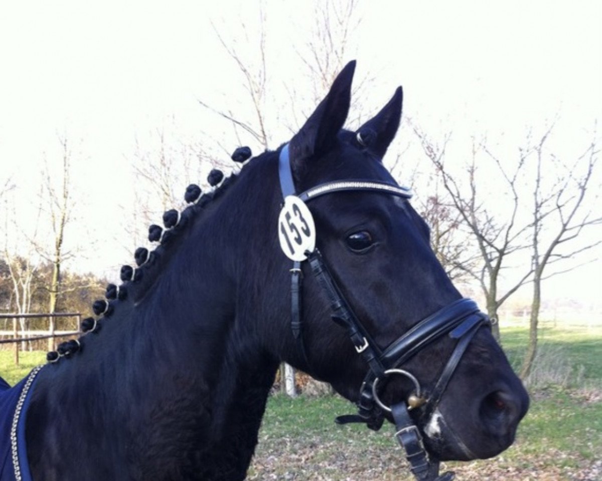 jumper Kalido H (German Riding Pony, 2008, from Kennedy WE)
