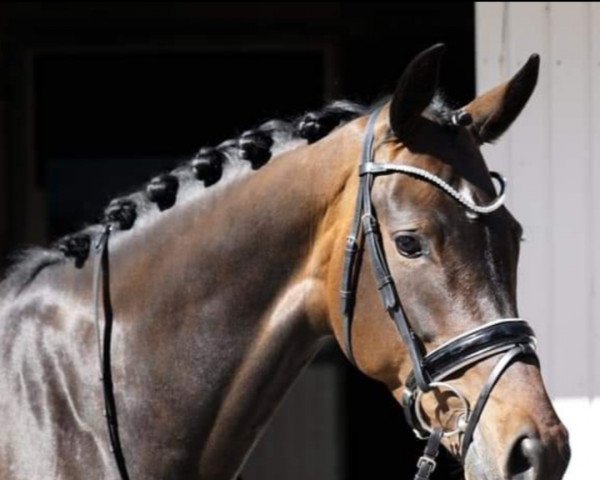 Dressurpferd Kiandra D van Altrido (Koninklijk Warmbloed Paardenstamboek Nederland (KWPN), 2015, von Ferdeaux)