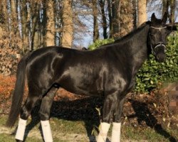 dressage horse Elio Nero (Rhinelander, 2014, from Enzo Ferrari)