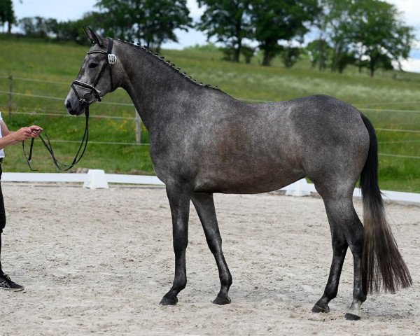 dressage horse Santa Fiamma (Westphalian, 2019, from In Versuchung)