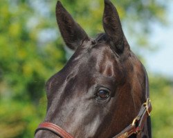 broodmare Coco Chanel Gem (Selle Français, 2012, from Elvis Ter Putte)