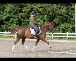 dressage horse Daisy TS (Westphalian, 2015, from Dankeschön)