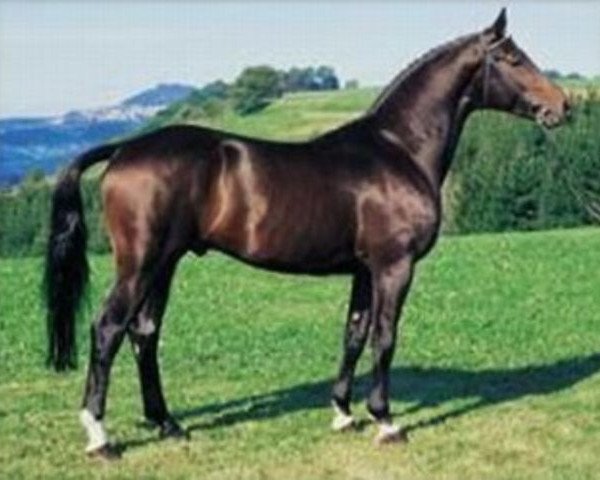 stallion Wettruf (Württemberger, 1982, from Wettstreit)