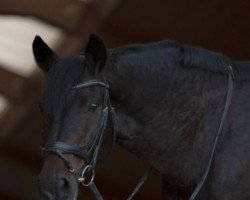 dressage horse Feiner Herr 4 (Hanoverian, 2003, from Falsterbo)